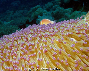 "Somewhere over the Rainbow!" Anenome Fish "surfing" on a... by Claudette Muller 